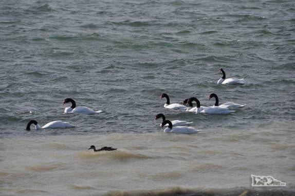 Patos parecem se dar bem com a água gelada da praia em Puerto Natales, no sul do Chile